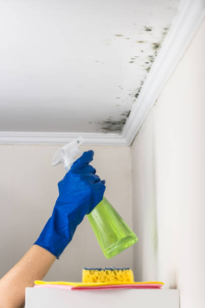 Why You Should Choose Our Mold Remediation Services in South River, NJ